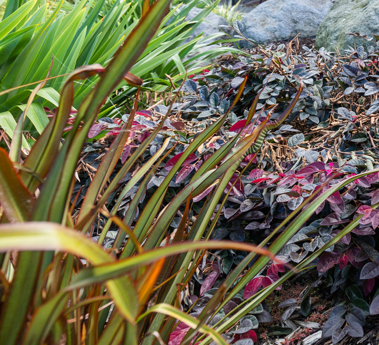 Soft Landscaping